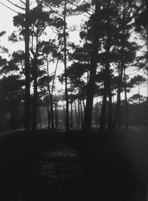 exposition  " ERRANCES EN NATURE " photo Etienne AILLOT